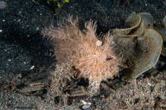 CoralTriangleLembeh-202211-261