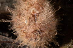 CoralTriangleLembeh-202211-262