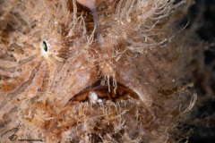 CoralTriangleLembeh-202211-263