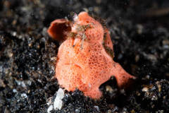 CoralTriangleLembeh-202211-264