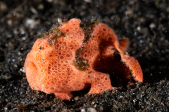 CoralTriangleLembeh-202211-265