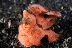 CoralTriangleLembeh-202211-266