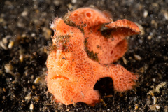 CoralTriangleLembeh-202211-267