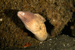 CoralTriangleLembeh-202211-268