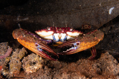 CoralTriangleLembeh-202211-269