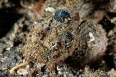 CoralTriangleLembeh-202211-270