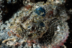 CoralTriangleLembeh-202211-271