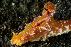 CoralTriangleLembeh-202211-273