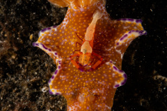 CoralTriangleLembeh-202211-274