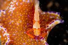 CoralTriangleLembeh-202211-275