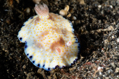 CoralTriangleLembeh-202211-276