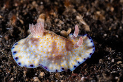 CoralTriangleLembeh-202211-277