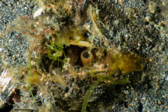 CoralTriangleLembeh-202211-278