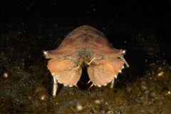 CoralTriangleLembeh-202211-281