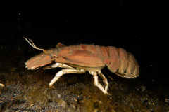 CoralTriangleLembeh-202211-282