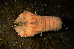 CoralTriangleLembeh-202211-283