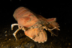 CoralTriangleLembeh-202211-284