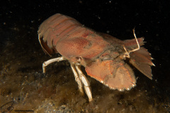 CoralTriangleLembeh-202211-285