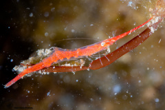 CoralTriangleLembeh-202211-286