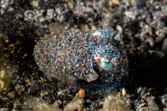 CoralTriangleLembeh-202211-287