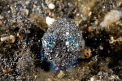 CoralTriangleLembeh-202211-289