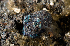 CoralTriangleLembeh-202211-290