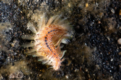 CoralTriangleLembeh-202211-291