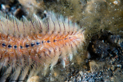 CoralTriangleLembeh-202211-292