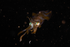 CoralTriangleLembeh-202211-293