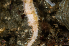 CoralTriangleLembeh-202211-294