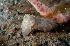 CoralTriangleLembeh-202211-295