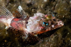 CoralTriangleLembeh-202211-297