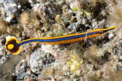 CoralTriangleLembeh-202211-298