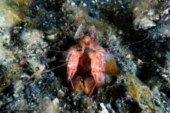 CoralTriangleLembeh-202211-299