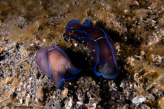 CoralTriangleLembeh-202211-300