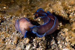 CoralTriangleLembeh-202211-301