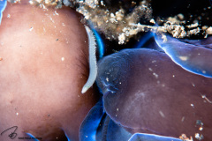 CoralTriangleLembeh-202211-302