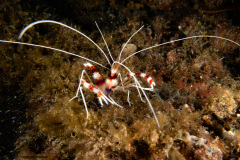 CoralTriangleLembeh-202211-303