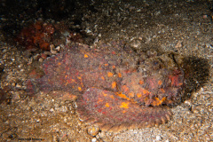 CoralTriangleLembeh-202211-304