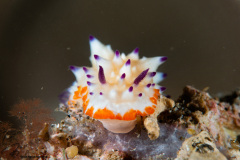 CoralTriangleLembeh-202211-306