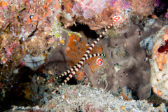 CoralTriangleLembeh-202211-307