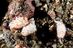 CoralTriangleLembeh-202211-308