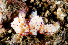 CoralTriangleLembeh-202211-309