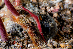 CoralTriangleLembeh-202211-310