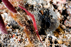 CoralTriangleLembeh-202211-311