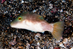 CoralTriangleLembeh-202211-312