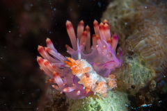 CoralTriangleLembeh-202211-313