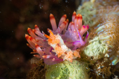 CoralTriangleLembeh-202211-314