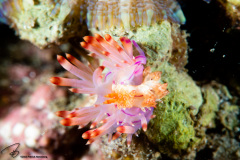 CoralTriangleLembeh-202211-315