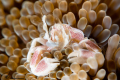 CoralTriangleLembeh-202211-316